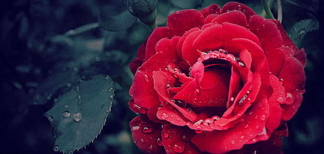 Arti Bunga Mawar Merah