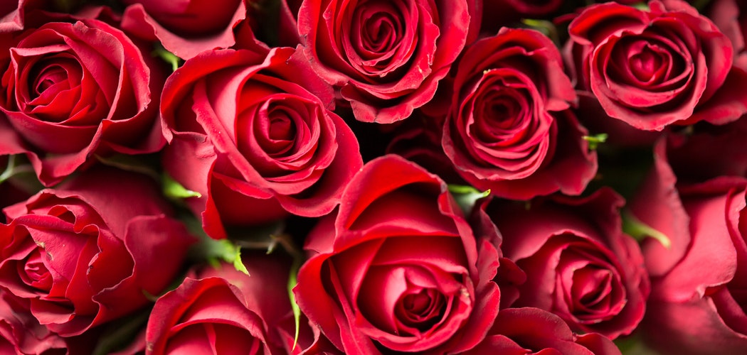 Bunga Romantis di Hari Valentine